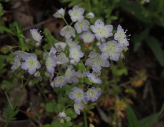 Phacelia dubia