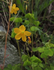 Oxalis grandis