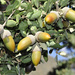 Quercus rotundifolia - Photo (c) faluke,  זכויות יוצרים חלקיות (CC BY-NC), הועלה על ידי faluke