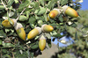 Sweet Acorn Oak - Photo (c) faluke, some rights reserved (CC BY-NC), uploaded by faluke