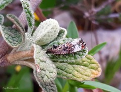 Endothenia sororiana