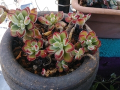 Echeveria pulvinata