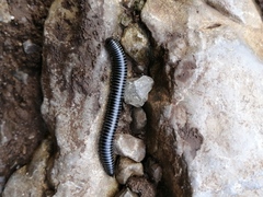 Ommatoiulus sabulosus aimatopodus