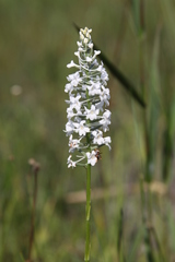Platanthera nivea