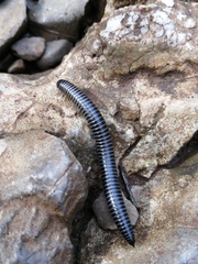 Ommatoiulus sabulosus aimatopodus