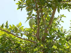 Parmentiera aculeata