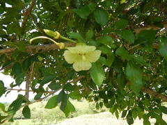 Parmentiera aculeata