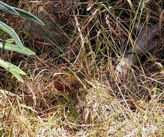 Lacerta trilineata polylepidota