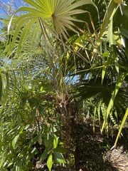 Coccothrinax