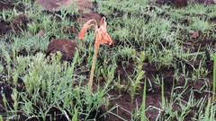 Cyrtanthus contractus