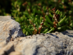 Sedum microcarpum