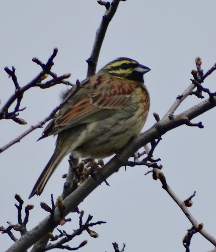 Escribano soteño (Emberiza cirlus)