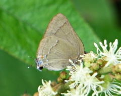 Allosmaitia strophius