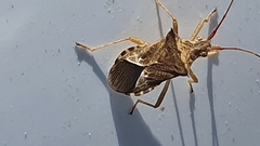 Cletus capensis
