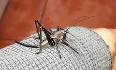 Arytropteris
