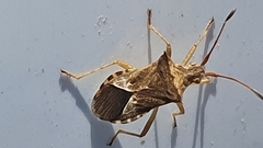 Cletus capensis