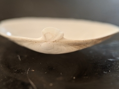 Cryptomya californica