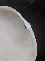 Cryptomya californica