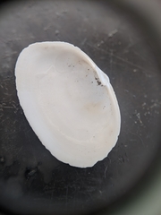 Cryptomya californica