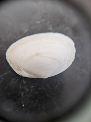 Cryptomya californica