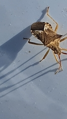Cletus capensis