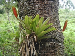 Vriesea interrogatoria