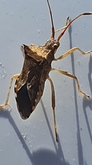 Cletus capensis