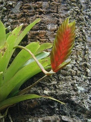 Vriesea interrogatoria