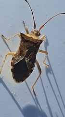 Cletus capensis
