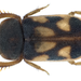 Heteroceridae - Photo (c) Udo Schmidt, alguns direitos reservados (CC BY-SA)