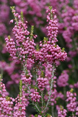 European Heaths (Section Erica) · iNaturalist