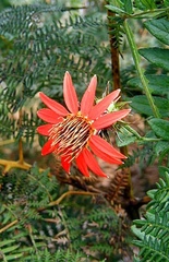 Mutisia coccinea