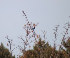 Cyanocitta cristata
