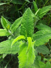 Salvia sagittata