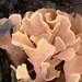 Flustra foliacea - Photo (c) ipat, algunos derechos reservados (CC BY-NC-ND), subido por ipat