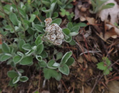 Antennaria virginica