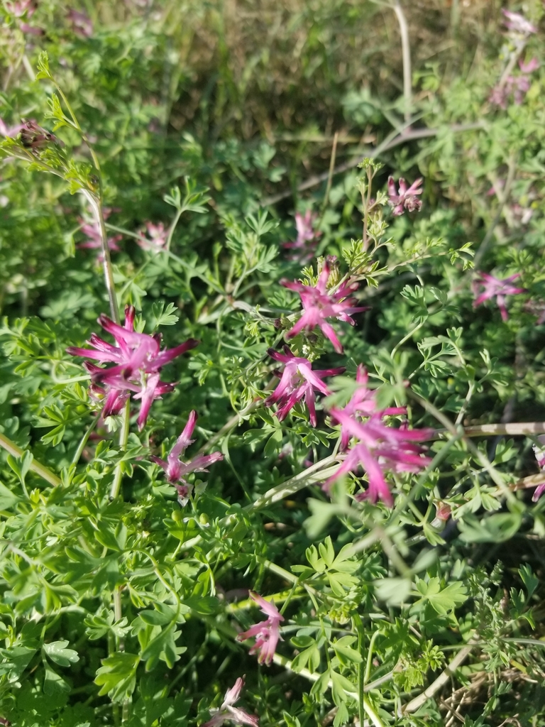 Common Fumitory from Lakeview Village Neighborhood on February 4, 2021 ...