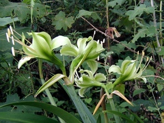 Hippeastrum calyptratum