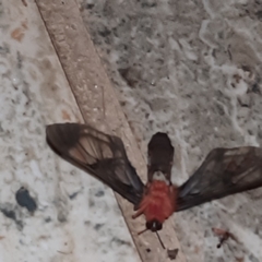 Cosmosoma sectinota