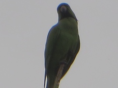 Psittacula krameri