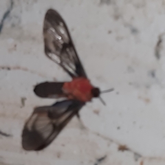 Cosmosoma sectinota