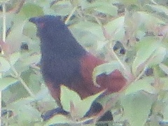 Centropus senegalensis