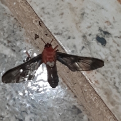 Cosmosoma sectinota