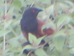 Centropus senegalensis