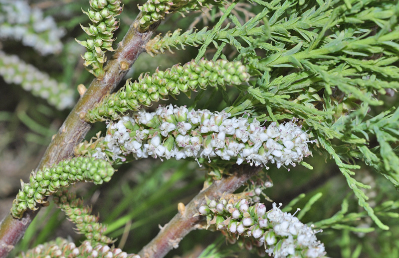 Tamarisco