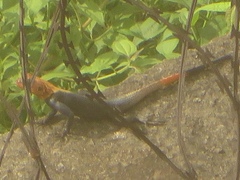 Agama agama