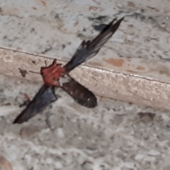 Cosmosoma sectinota