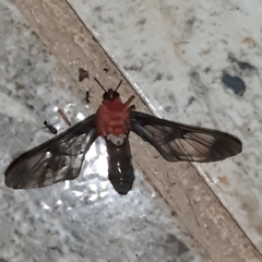 Cosmosoma sectinota