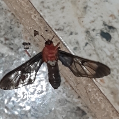 Cosmosoma sectinota