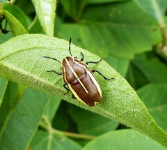 Agonosoma flavolineatum
